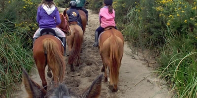 Waipu Horse Adventures