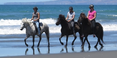 Icelandic Horse Treks