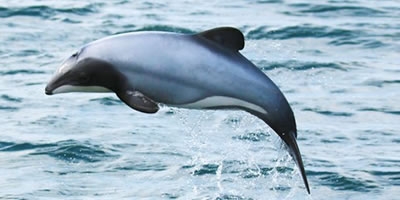 Akaroa Dolphins