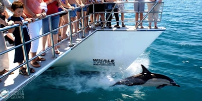 Auckland Dolphin Safari