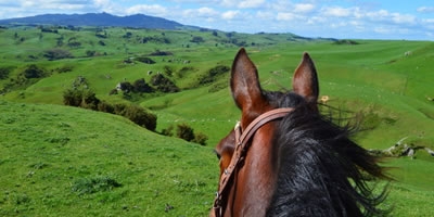 Stone Hill Horse Trek