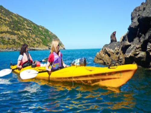 Pohautu Penguins Sea Kayaking