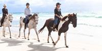 Pakiri Beach Horse Rides