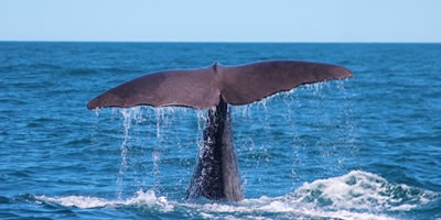 Whale Watch Kaikoura