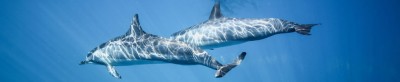 Dolphin/Seal Swim